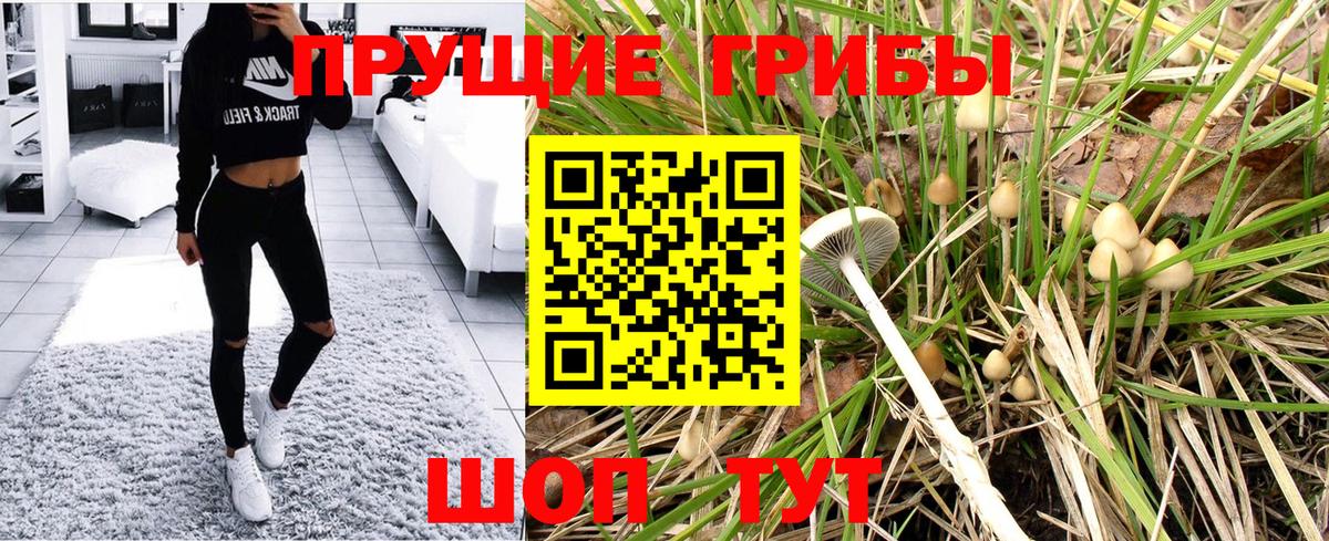 купить закладку  Вход с VPN  Соль-Илецк  Псилоцибиновые грибы Psilocybe 